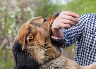 Dog Bite Lawyer