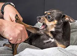 dog breeding for aggressive dog behavior