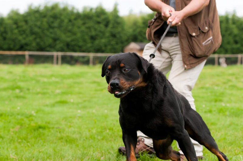 Ohio-health-department-and-dog-bites