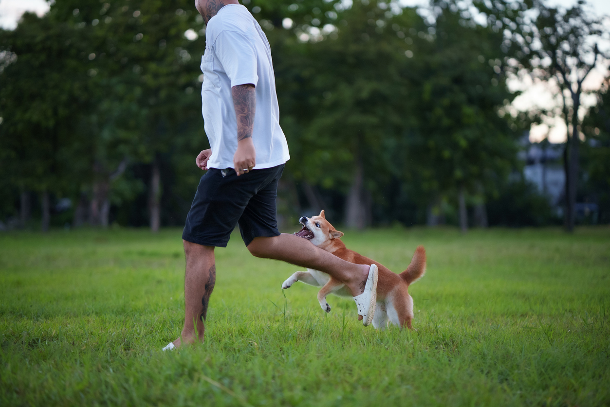 Aggressive Shiba inu dog bite someone in public park