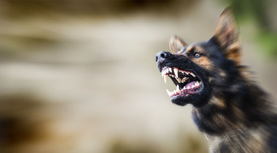 Aggressive dog shows dangerous teeth. German sheperd attack head detail.