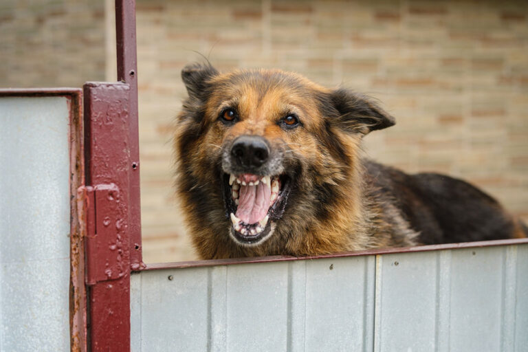 An aggressive dog is pictured barking at the camera from behind a metal yard gate.