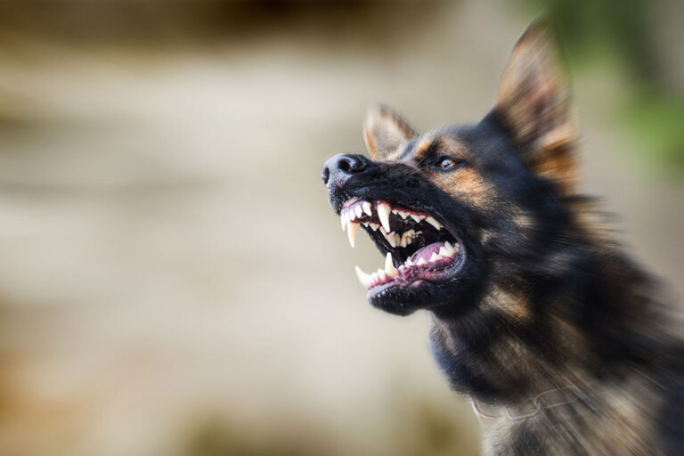 An aggressive German Shepard is leaping toward the camera with its teeth exposed.
