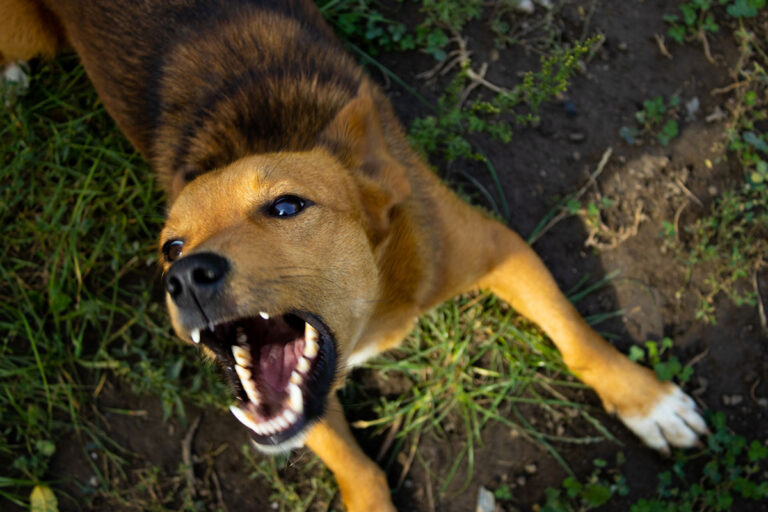 An aggressive dog is barking at the camera.