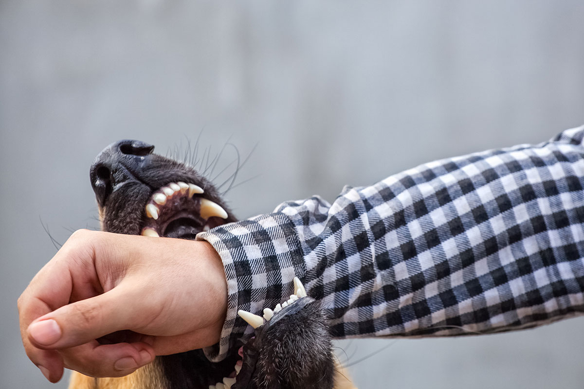 An aggressive dog is pictured biting a man's right wrist. The man's wrist is being held in the dogs mouth.