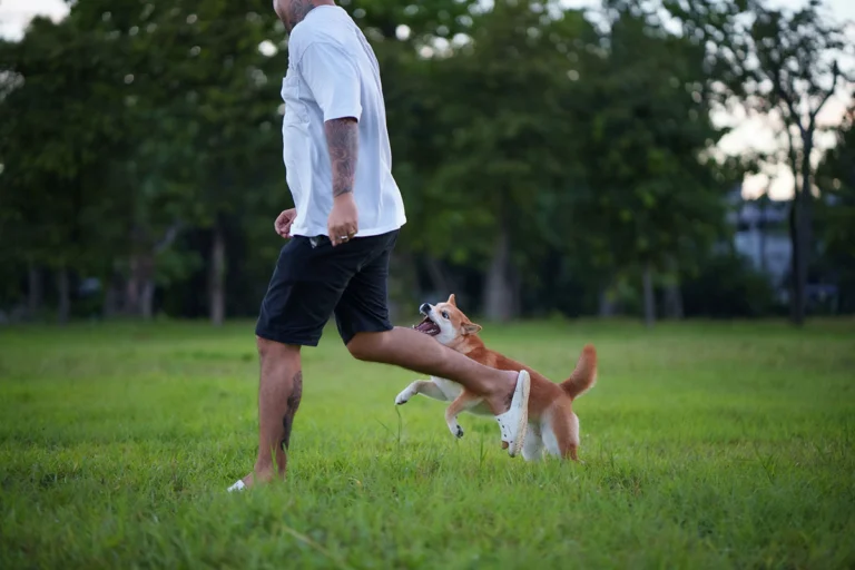 An aggressive looking dog nips at the leg of a man walking through a grassy field.