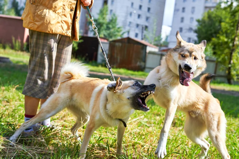 An aggressive dog attacks another dog and its owner while they are on a walk in the park.
