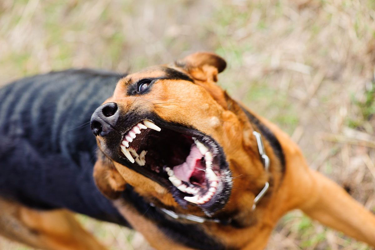 An aggressive dog approaches the camera with its teeth shown.