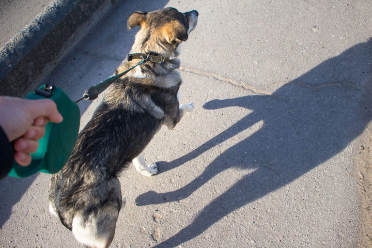 A leashed dog is on a walk with its owner.