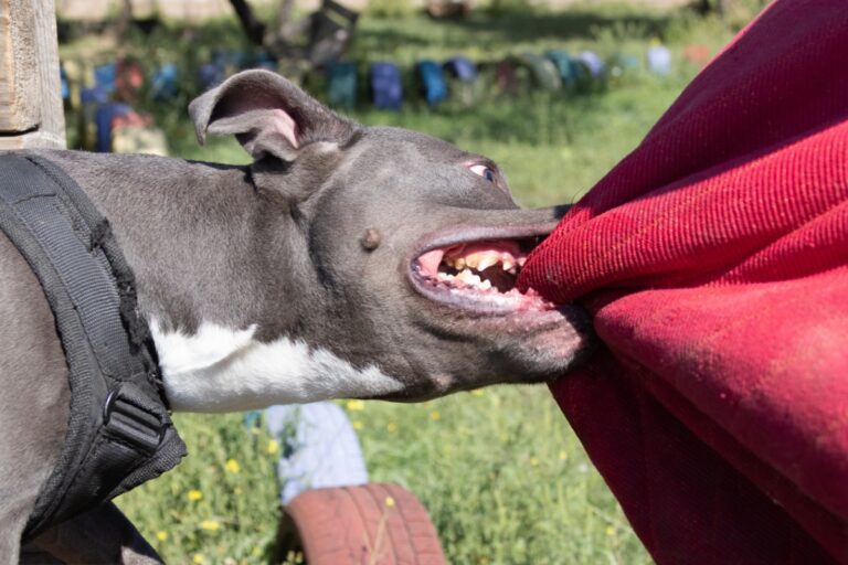 A dog fiercely biting a red blanket, illustrating issues of dog bite liability for leashed dogs in Ohio.