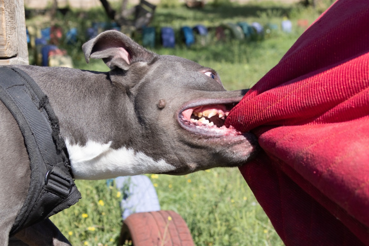 A dog fiercely biting a red blanket, illustrating issues of dog bite liability for leashed dogs in Ohio.